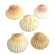 Decoratie Schelpen